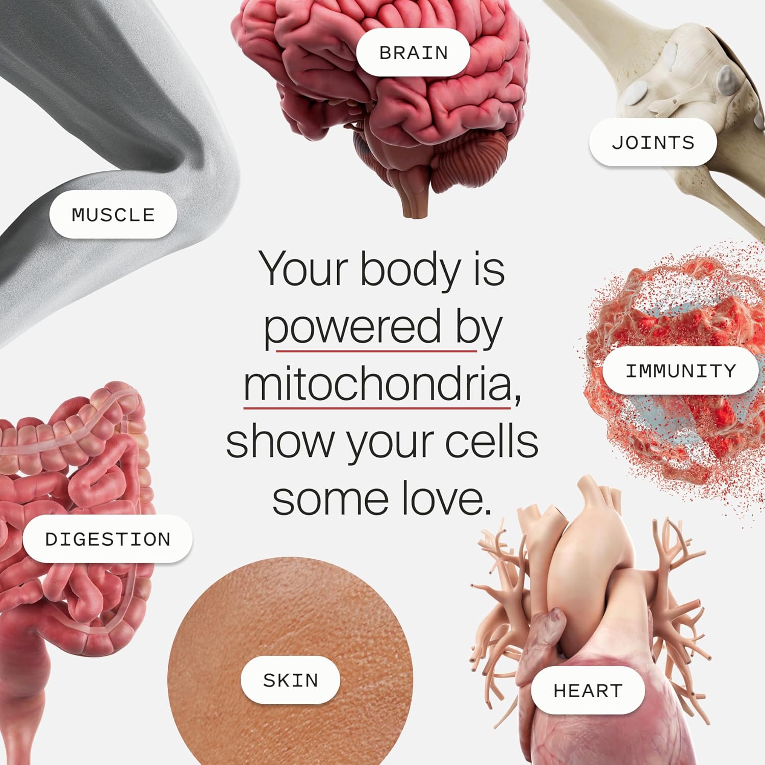 Timeline Mitopure Urolithin A Longevity Supplement 60 Count Softgels - Clearance Sale